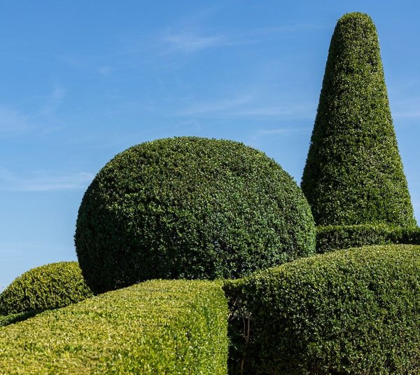 Quels sont les meilleurs choix de plantes pour un jardin zen minimaliste?