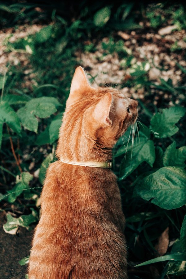 Comment créer un jardin de plantes médicinales spécifiques pour les maux d'hiver ?