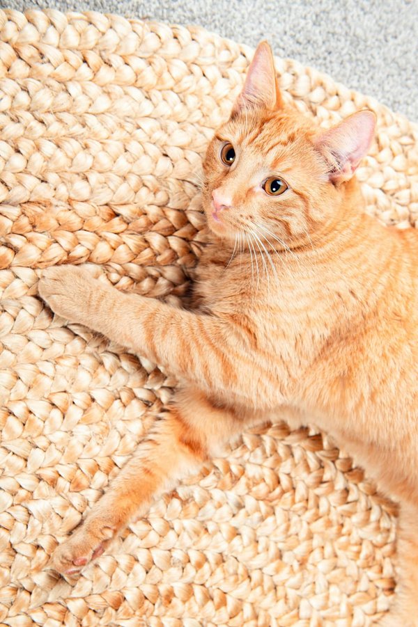 Comment intégrer le tapis rond jute dans votre intérieur ?