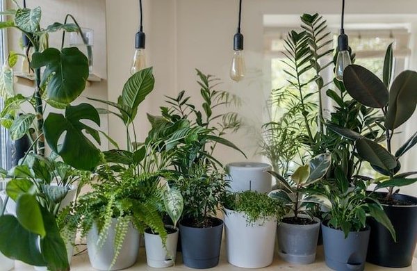 les plantes d'intérieur les plus faciles à entretenir